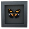 Catonephele numilia Butterfly Grecian Shoemaker Framed Taxidermy Moonlight Display