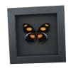 Catonephele numilia Butterfly Grecian Shoemaker Framed Taxidermy Moonlight Display