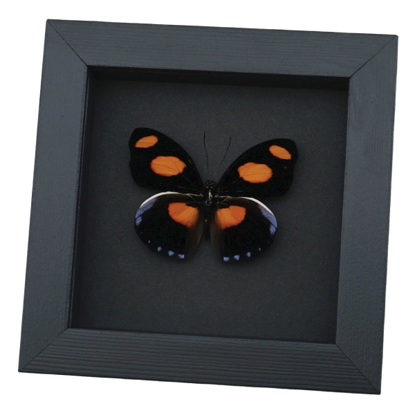 Catonephele numilia Butterfly Grecian Shoemaker Framed Taxidermy Moonlight Display