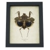 Deroplatys desiccata Female Praying Mantis Dead Leaf Insect Framed Taxidermy Display