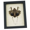 Deroplatys desiccata Female Praying Mantis Dead Leaf Insect Framed Taxidermy Display