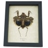 Deroplatys desiccata Female Praying Mantis Dead Leaf Insect Framed Taxidermy Display