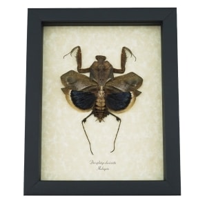 Deroplatys desiccata Female Praying Mantis Dead Leaf Insect Framed Taxidermy Display