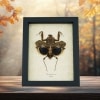 Deroplatys desiccata Female Praying Mantis Dead Leaf Insect Framed Taxidermy Display