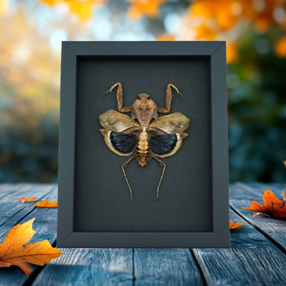 Deroplatys desiccata female Praying Mantis Dead Leaf Insect Framed Taxidermy Moonlight Display Deroplatys desiccata female Praying Mantis Dead Leaf Insect Framed Taxidermy Moonlight Display