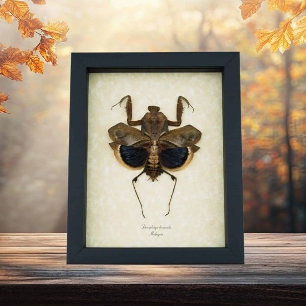 Deroplatys desiccata Female Praying Mantis Dead Leaf Insect Framed Taxidermy Display Deroplatys desiccata Female Praying Mantis Dead Leaf Insect Framed Taxidermy Display