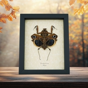 Deroplatys desiccata female verso Praying Mantis Dead Leaf Insect Framed Taxidermy Display