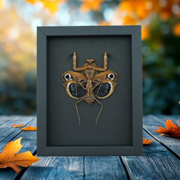 Deroplatys desiccata female verso Praying Mantis Dead Leaf Insect Framed Taxidermy Moonlight Display