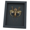 Deroplatys desiccata female Praying Mantis Dead Leaf Insect Framed Taxidermy Moonlight Display