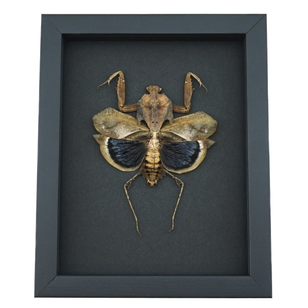 Deroplatys desiccata female Praying Mantis Dead Leaf Insect Framed Taxidermy Moonlight Display