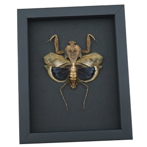 Deroplatys desiccata female Praying Mantis Dead Leaf Insect Framed Taxidermy Moonlight Display