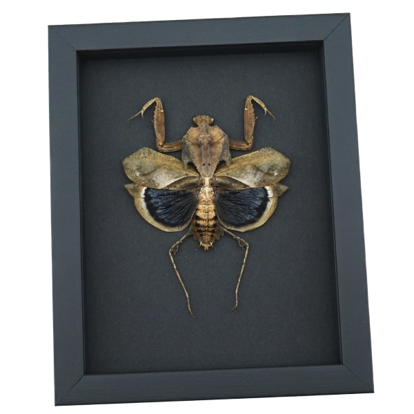 Deroplatys desiccata female Praying Mantis Dead Leaf Insect Framed Taxidermy Moonlight Display