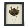 Deroplatys desiccata female verso Praying Mantis Dead Leaf Insect Framed Taxidermy Display