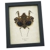 Deroplatys desiccata female verso Praying Mantis Dead Leaf Insect Framed Taxidermy Display