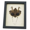 Deroplatys desiccata female verso Praying Mantis Dead Leaf Insect Framed Taxidermy Display