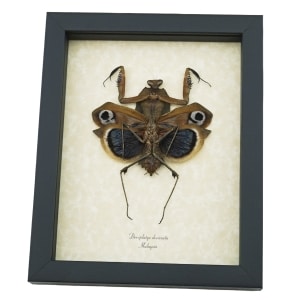 Deroplatys desiccata female verso Praying Mantis Dead Leaf Insect Framed Taxidermy Display
