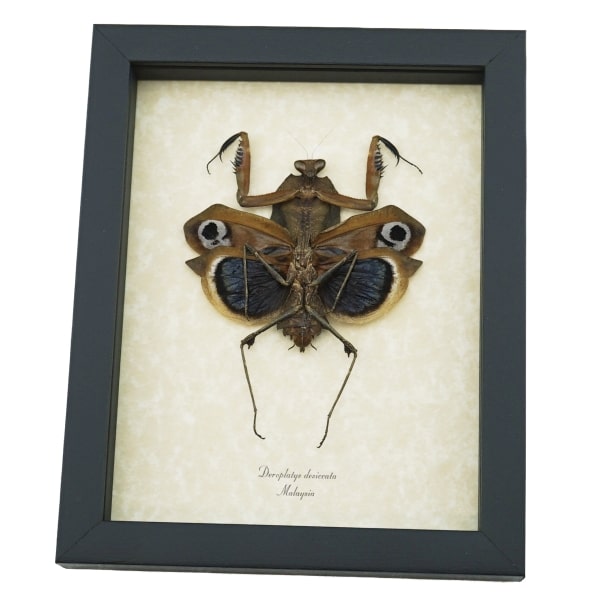 Deroplatys desiccata female verso Praying Mantis Dead Leaf Insect Framed Taxidermy Display