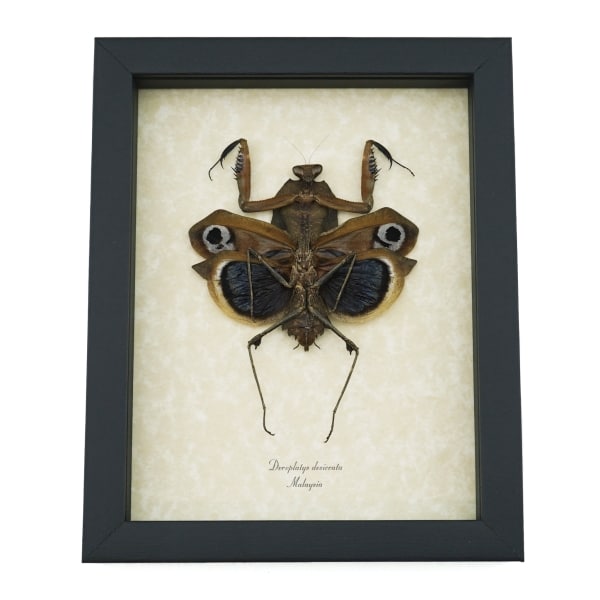 Deroplatys desiccata female verso Praying Mantis Dead Leaf Insect Framed Taxidermy Display
