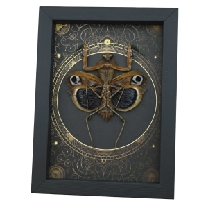 Deroplatys desiccata female verso Steampunk Praying Mantis Dead Leaf Insect Framed Taxidermy Display