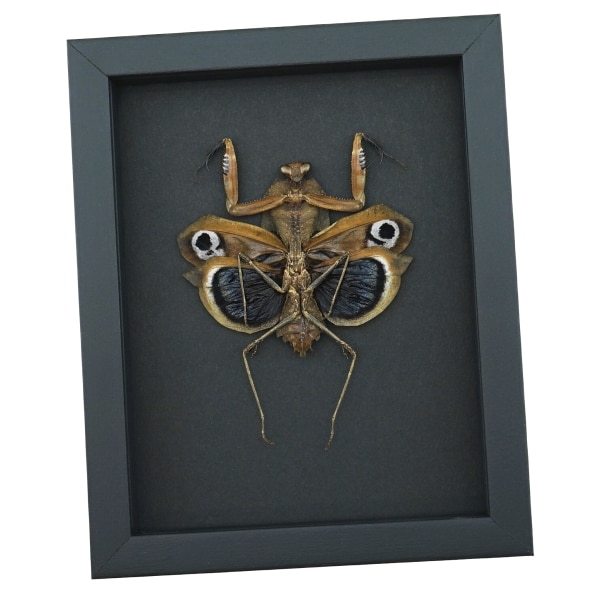 Deroplatys desiccata female verso Praying Mantis Dead Leaf Insect Framed Taxidermy Moonlight Display