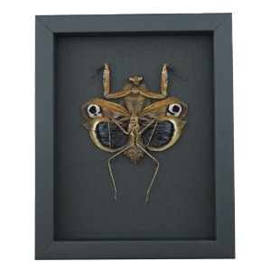 Deroplatys desiccata female verso Praying Mantis Dead Leaf Insect Framed Taxidermy Moonlight Display
