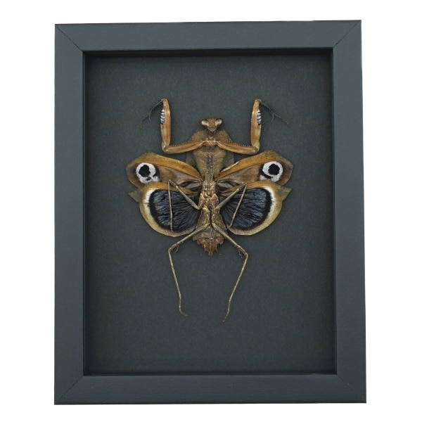 Deroplatys desiccata female verso Praying Mantis Dead Leaf Insect Framed Taxidermy Moonlight Display