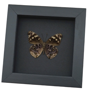 Eunica alpais Verso Butterfly Real Framed Taxidermy Moonlight Display