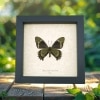 Battus madyes magnimacula Verso Butterfly Real Framed Taxidermy Display