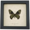 Battus madyes magnimacula Verso Butterfly Real Framed Taxidermy Display