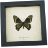 Battus madyes magnimacula Verso Butterfly Real Framed Taxidermy Display