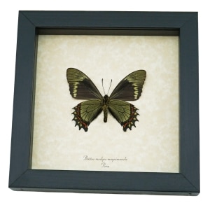 Battus madyes magnimacula Verso Butterfly Real Framed Taxidermy Display
