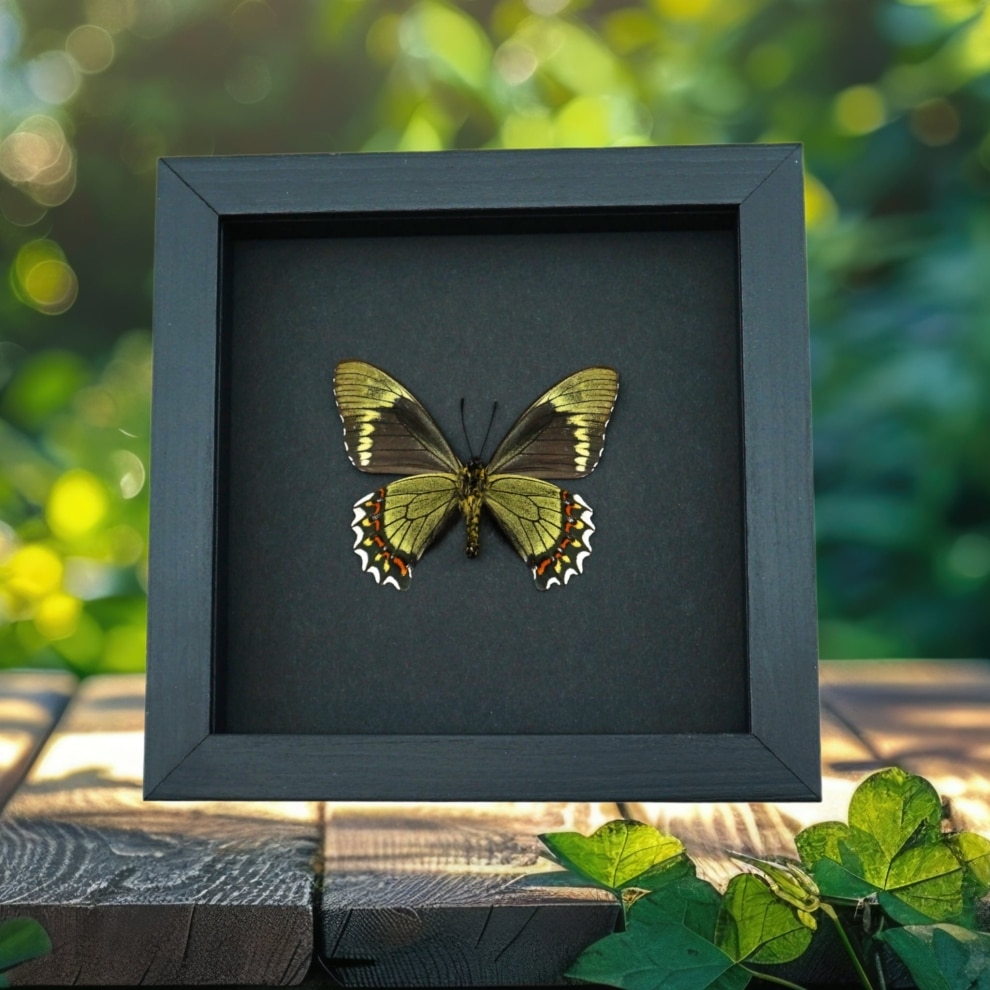 Battus madyes magnimacula Verso Butterfly Real Framed Taxidermy Moonlight Display