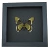Battus madyes magnimacula Verso Butterfly Real Framed Taxidermy Moonlight Display