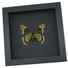 Battus madyes magnimacula Verso Butterfly Real Framed Taxidermy Moonlight Display