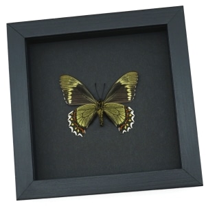 Battus madyes magnimacula Verso Butterfly Real Framed Taxidermy Moonlight Display