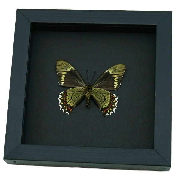 Battus madyes magnimacula Verso Butterfly Real Framed Taxidermy Moonlight Display
