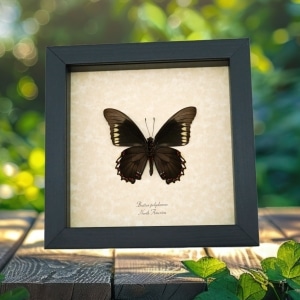 Battus polydamas Verso North American Butterfly Framed Taxidermy Display