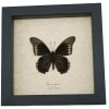 Battus polydamas Verso North American Butterfly Framed Taxidermy Display