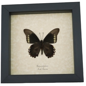 Battus polydamas Verso North American Butterfly Framed Taxidermy Display