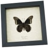 Battus polydamas Verso North American Butterfly Framed Taxidermy Display