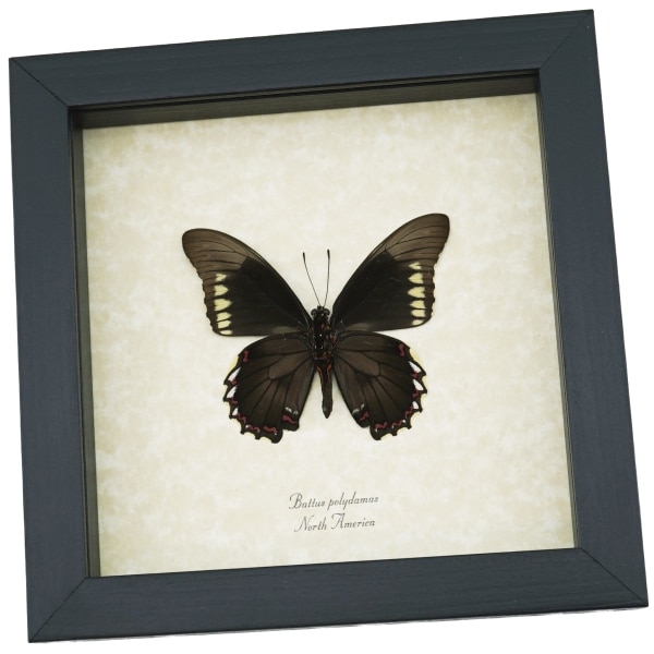 Battus polydamas Verso North American Butterfly Framed Taxidermy Display