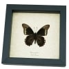 Battus polydamas Verso North American Butterfly Framed Taxidermy Display