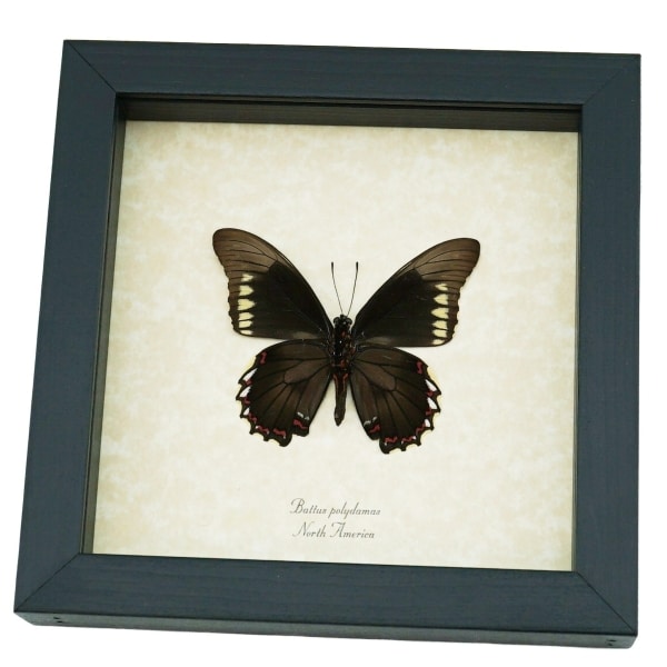 Battus polydamas Verso North American Butterfly Framed Taxidermy Display