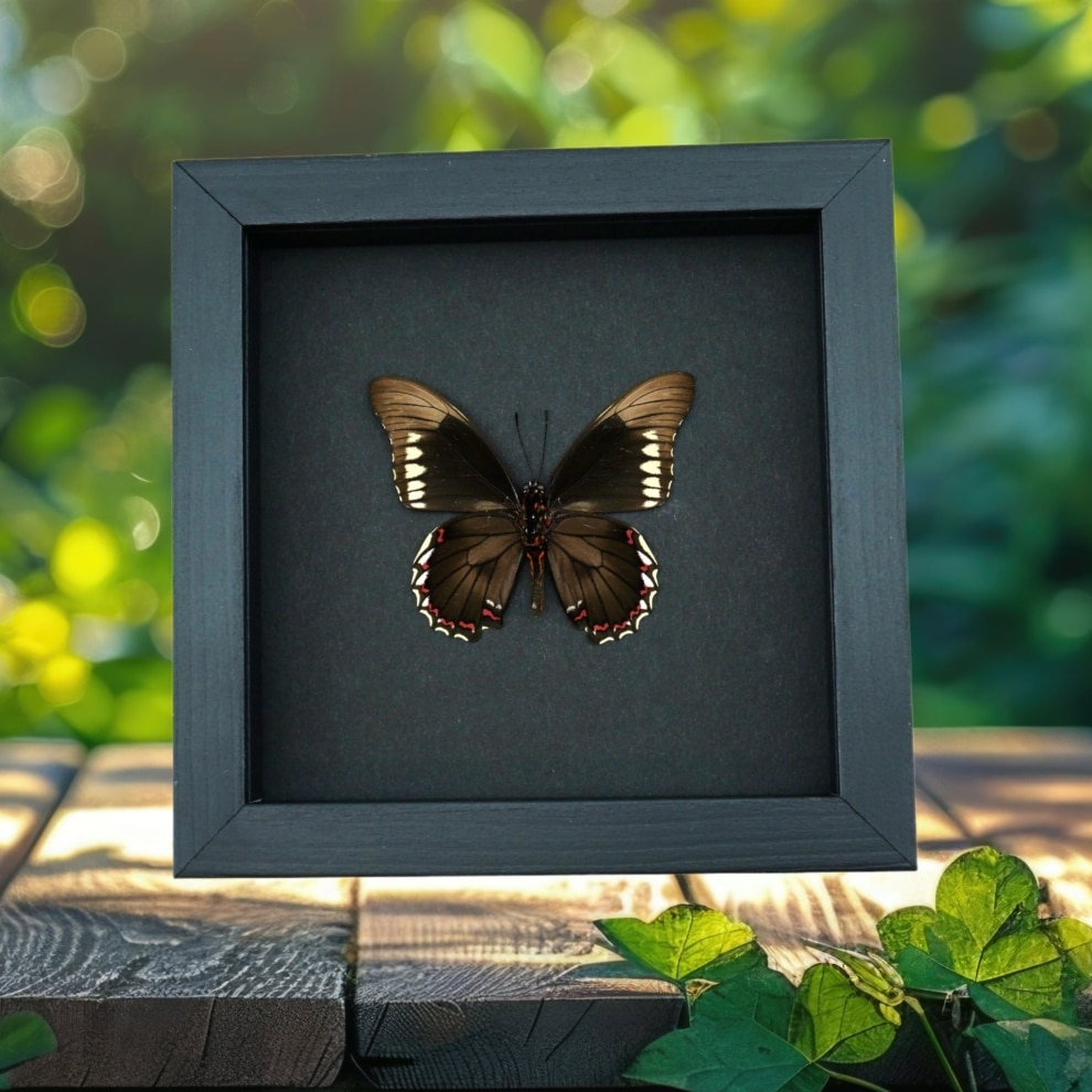 Battus polydamas Verso North American Butterfly Framed Taxidermy Moonlight Display
