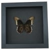 Battus polydamas Verso North American Butterfly Framed Taxidermy Moonlight Display