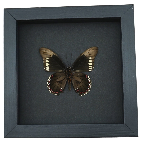 Battus polydamas Verso North American Butterfly Framed Taxidermy Moonlight Display