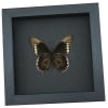 Battus polydamas Verso North American Butterfly Framed Taxidermy Moonlight Display