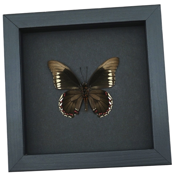 Battus polydamas Verso North American Butterfly Framed Taxidermy Moonlight Display