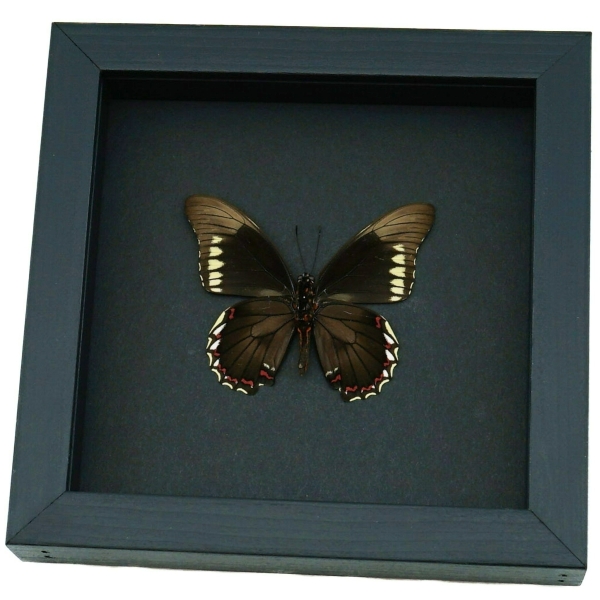 Battus polydamas Verso North American Butterfly Framed Taxidermy Moonlight Display