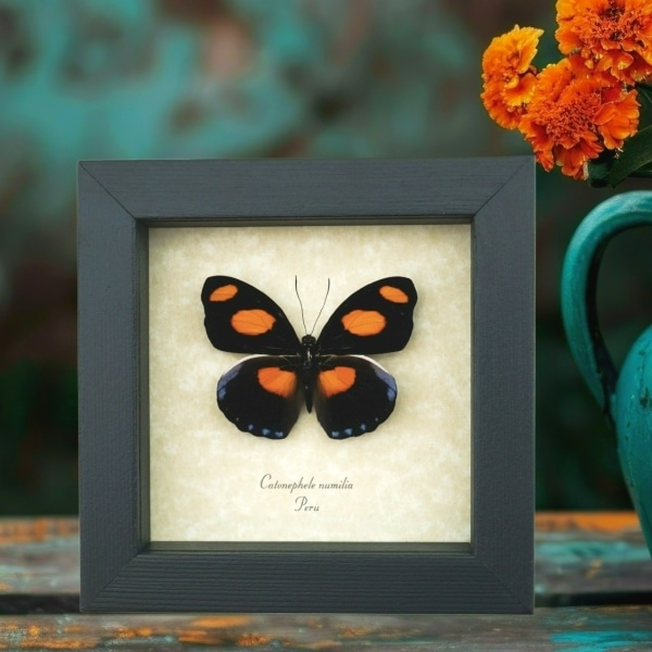 Catonephele numilia Butterfly Grecian Shoemaker Framed Taxidermy Display
